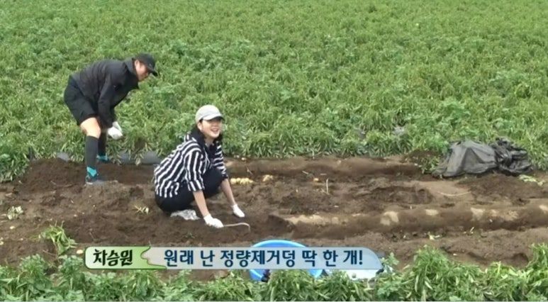 tvN '삼시세끼'에서 출연자들이 감자를 수확하고 있는 모습.