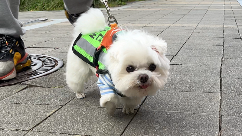 구로구 반려견 순찰대 삐돌이 대원이 순찰하고 있다. 구로구 반려견 순찰대 삐돌이 대원이 조끼를 입고 순찰 준비를 마쳤다. 사진=임예리 PD