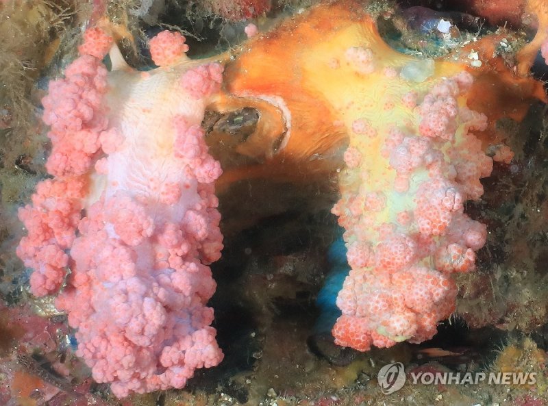 고수온에 신음하는 연산호 고수온에 신음하는 연산호 (서귀포=연합뉴스) 박지호 기자 = 15일 제주 서귀포시 문섬 수중 10여ｍ 지점에서 연산호의 일종인 분홍바다맨드라미가 폴립을 닫은 채 축 처져 있다. 최근 지난 여름 전례 없는 고수온으로 인한 말미잘, 산호 폐사 등 바닷속 이상 현상이 제주에서 이어지고 있다. 2024.10.15 jihopark@yna.co.kr (끝)