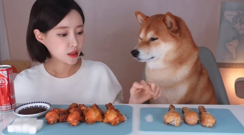 반려견과 함께 하는 먹방 콘텐츠를 만드는 유튜브 채널 '지유개'(사진 : 지유개 유튜브 영상 캡처) *재판매 및 DB 금지