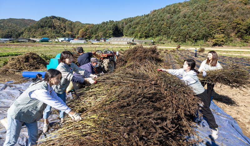 대한항공 임직원과 가족들이 '1사1촌' 자매결연 마을인 강원도 홍천군 남면 명동리를 찾아 농가 일손 돕기 봉사활동을 펼치고 있다. 대한항공 제공