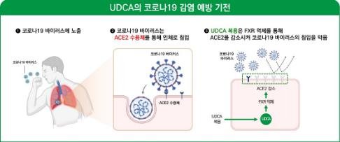 우루소데옥시콜산 코로나19 감염 예방 원리 [대웅제약 제공. 재판매 및 DB 금지]