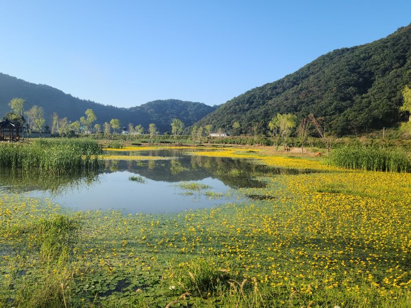 전북 고창 인천강 기수역 습지. 고창군 제공