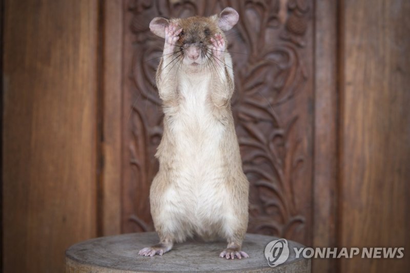 캄보디아에서 많은 지뢰를 제거한 공로를 세운 아프리카 거대 주머니쥐 '마가와' epa08696122 A handout photo made available by APOPO charity shows African giant pouched rat Magawa in Siem Reap, Cambodia, 03 December 2019 (iissued 25 September 2020). A landmine-detecting rat became the first to be given a prestigious award for bravery a