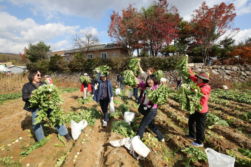 청춘양구 펀치볼 시래기사과축제.(자료사진)/뉴스1