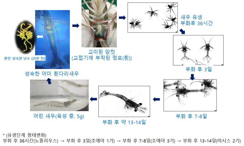 질병 내성 종자를 가진 흰다리새우 생산 과정. 국립수산과학원 제공