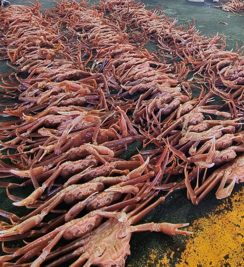 지난 3일 경북 포항시 남구 구룡포 수협에서 대게 경매가 시작되고 있다. 2024.11.6/뉴스1 최창호 기자