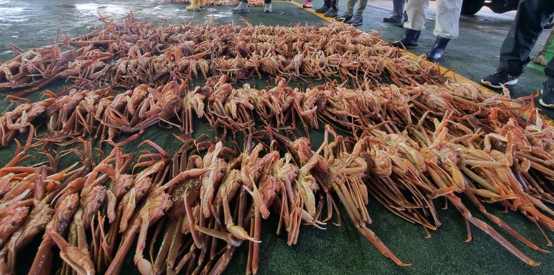 지난 3일 경북 포항시 남구 구룡포 수협에서 대게 위판이 시작되고 있다. 2024.11.6/뉴스1 최창호 기자