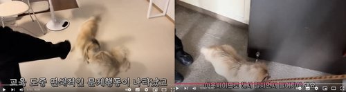 [SNS세상] 반려견 훈련사 유튜버 고발돼…"이유없이 학대 안 해" 반박(종합) [댕쪽이상담소 유튜브 캡처. DB 및 재판매 금지]