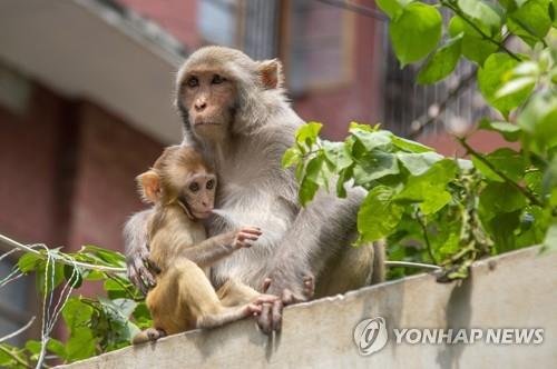 "출입문·창문 모두 닫으세요"..美연구소서 원숭이 43마리 집단 탈출