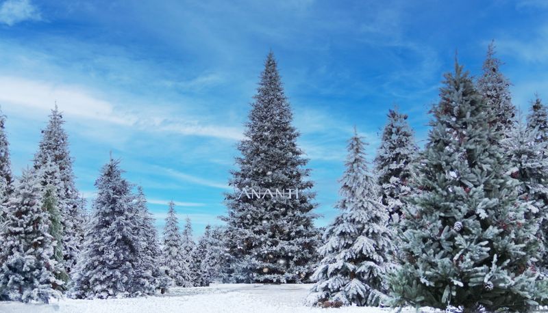 부산 기장 빌라쥬 드 아난티 '100그루 트리 빌리지' 공개