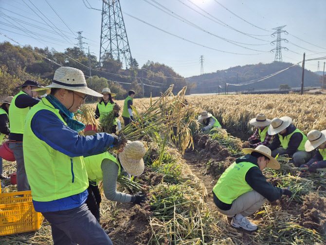 12일 강신노 농협은행 리스크관리부문 부행장과 직원들이 충남 서산시 농가를 찾아 수확철 일손돕기를 진행하고 있다. NH농협은행 제공