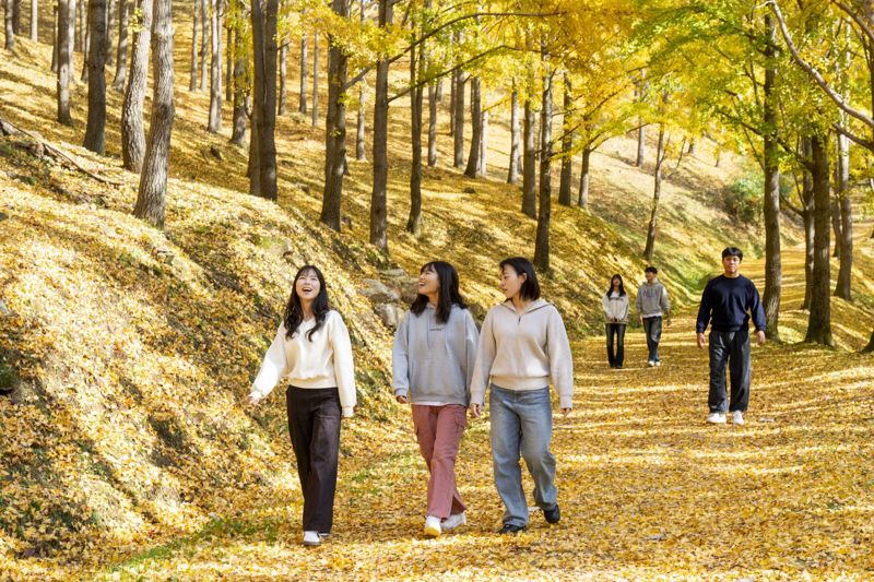 에버랜드 '비밀의 은행나무숲' 에버랜드 제공