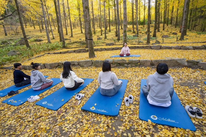 에버랜드 '비밀의 은행나무 숲' 열렸다