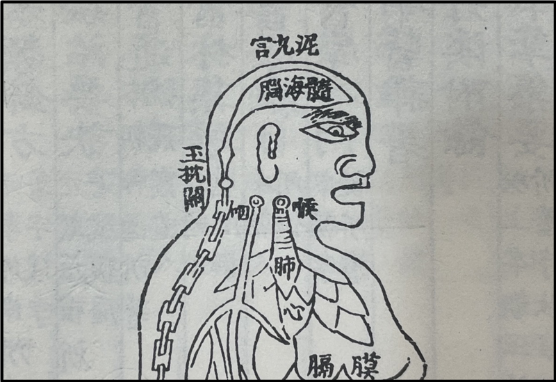 <동의보감>에 그려진 신형장부도(身形藏府圖)로 심(心, 심장)과 수해뇌(髓海腦, 뇌)가 그려져 있다. 한의학에서는 심이 정신기능을 관장한다고 여겼다.