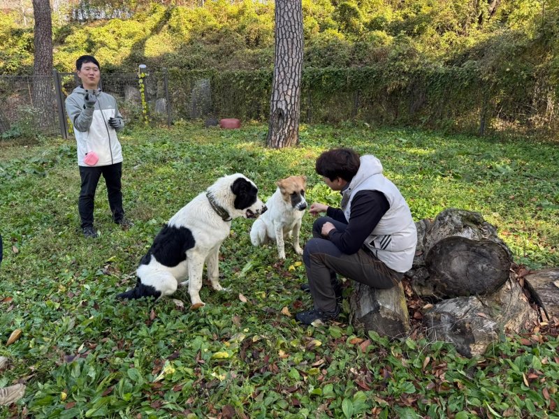 대통령실은 지난 11일 서울대공원으로 거처를 옮긴 투르크메니스탄 국견 알라바이의 근황을 13일 공개했다. 사진은 서울대공원에서 해피(검정)와 조이(갈색)가 산책 뒤 휴식을 취하고 있는 모습. 사진=대통령실