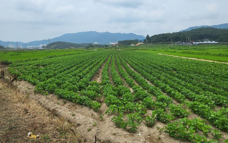 전남도는 논을 활용해 두류, 가루쌀, 식용 옥수수, 하계 조사료를 재배하는 농업인에게 지급하는 전략작물직불금을 올해 545억원으로 확정하고 3만7000여 농업인(법인)에게 순차 지급한다고 16일 밝혔다. 사진은 해남군 황산면의 한 논콩 재배 단지 모습. 전남도 제공