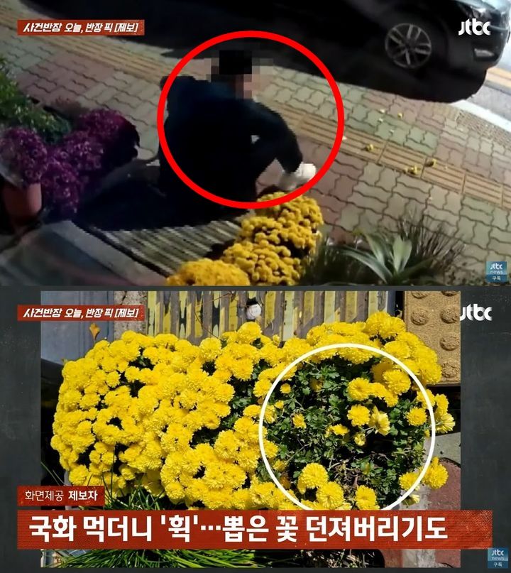 술에 취해 남의 집 앞 화분에 심어진 국화꽃을 뜯어 먹는 남성의 모습.JTBC=사건반장