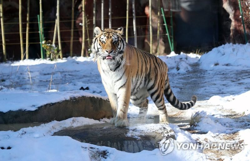 中 마을 내려와 주민 물고 달아난 백두산 호랑이 '발칵'