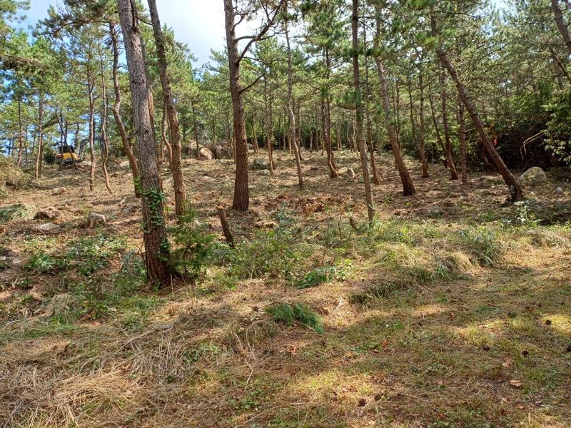 대형 산불 예방 나선 전남도...342㏊ 산림 대상 산불예방 숲 가꾸기