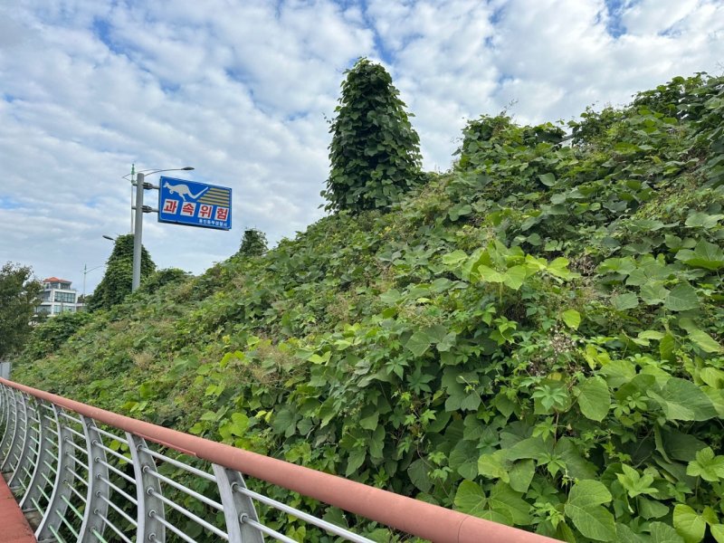 [용인=뉴시스] 기흥호수공원 산책로에 군집해 있는 생태계 교란 야생식물(가시박, 환삼덩굴). (사진=용인시 제공) 2024.11.20. photo@newsis.com