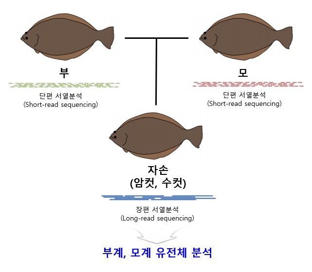 넙치 유전체 서열 분석 모식도. 국립수산과학원 제공