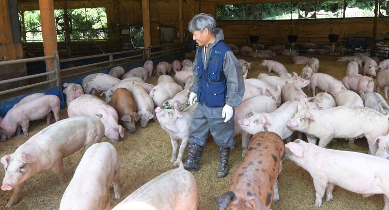 【서울=뉴시스】 22일 경남 거창군 위천면 더불어 행복한 농장 김문조씨가 자신의 농장에서 돼지들을 돌보고 있다. 이 곳 농장은 돼지가 좋아하는 왕겨와 톱밥이 깔린 쾌적한 환경에서 키워낸 뒤, 사육한 돼지는 동물복지인증차량으로 수송하고 동물복지인증도축장에서 도축하고 있다. 2017.06.22. (사진=거창군 제공) photo@newsis.com