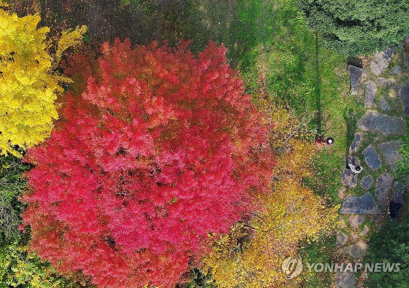 화려한 단풍길 산책 (출처=연합뉴스)