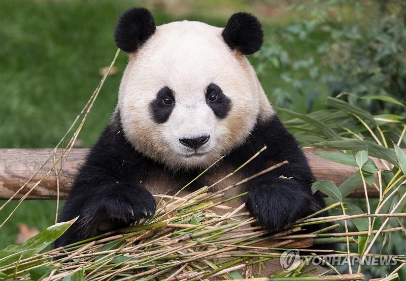 에버랜드에 살던 자이언트 판다 '푸바오' (출처=연합뉴스)