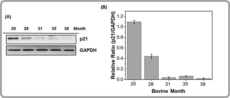 [대전=뉴시스] 다양한 연령대의 소고기 샘플에서 소 p21 항체를 이용한 p21 단백질 발현 비교. (A)는 소고기 샘플에서 소 p21 단백질의 면역블롯 분석이고 B는 소 p21 발현 수준의 정량 분석이다.(사진=KBSI 제공) *재판매 및 DB 금지