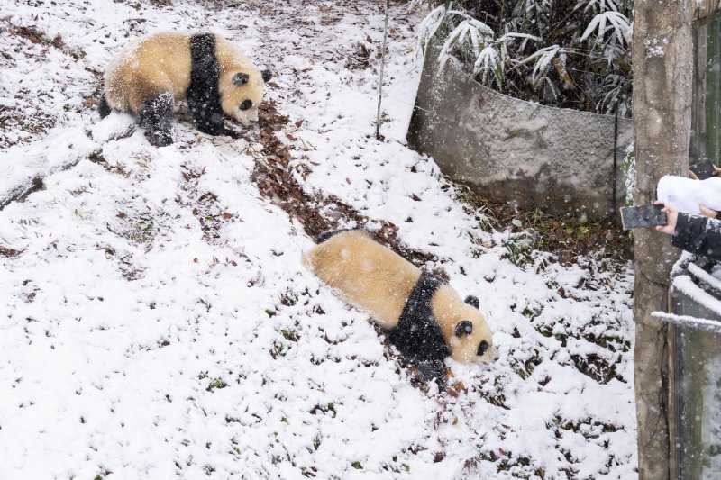[서울=뉴시스] 올 겨울 첫눈이 내린 27일 경기 용인시 에버랜드 판다월드에서 쌍둥이 아기 판다 루이바오와 후이바오가 생애 첫눈을 맞고 있다. (사진=삼성물산 제공) 2024.11.27. photo@newsis.com *재판매 및 DB 금지