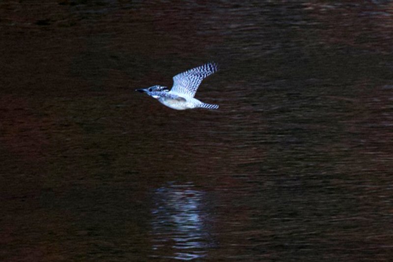 100년 전 국내에서 사라진 것으로 알려진 뿔호반새가 경남 산간의 한 계곡에서 발견됐다. (생태사진작가 임재수씨 제공) 2024.11.29/뉴스1