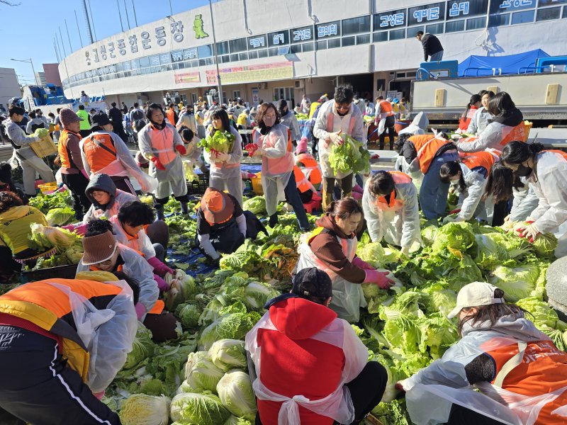 [고성(경남)=뉴시스] 신정철 기자= 경남 고성군은 지난 11월 30일부터 12월 2일까지 고성군 종합운동장 순환도로에서 78개 단체와 970여 명의 자원봉사자가 참여한 가운데 제18회 이웃사랑김장나눔축제를 가졌다. 2일 자원봉사자들의 따뜻한 온기를 모아 8000포기의 배추를 사용해 5kg씩 포장한 김치 2000박스를 만들고 있다.(사진=고성군 제공).2024.12.02. photo@newsis.com *재판매 및 DB 금지