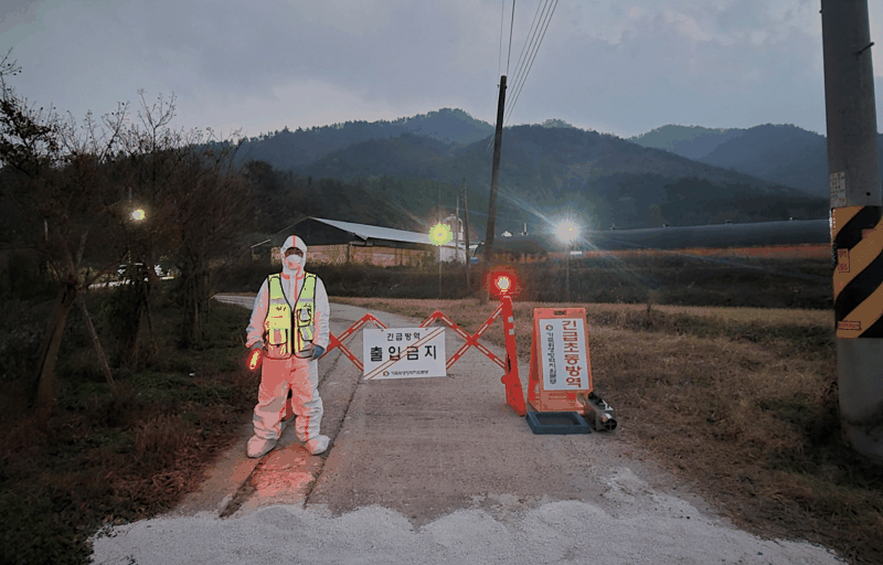 전남도는 강진군 군동면 한 육용오리 농장에서 H5형 조류인플루엔자(AI) 항원이 검출돼 신속한 초동방역 조치를 취하는 등 확산 차단에 총력을 기울이고 있다고 3일 밝혔다. 전남도 제공