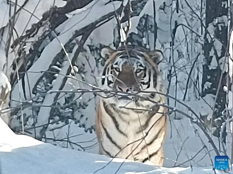 지난 3일 중국 지린성 동북부 백두산에서 휴대전화로 촬영된 야생 백두산 호랑이(시베리아 호랑이) 모습. 2024.12.5 /사진=신화 연합뉴스