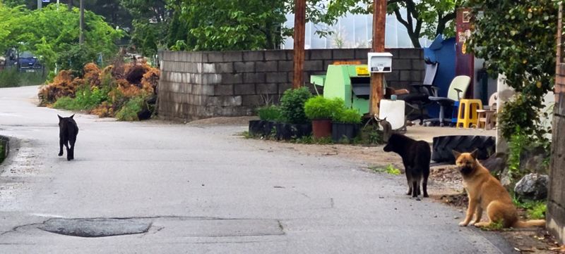 전북 고창에서 발견된 들개 자료사진. 고창군 제공