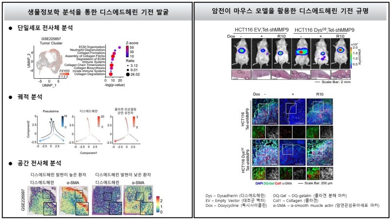 디스에드헤린에 의한 콜라겐 리모델링 기전 규명 (지스트 제공)/뉴스1