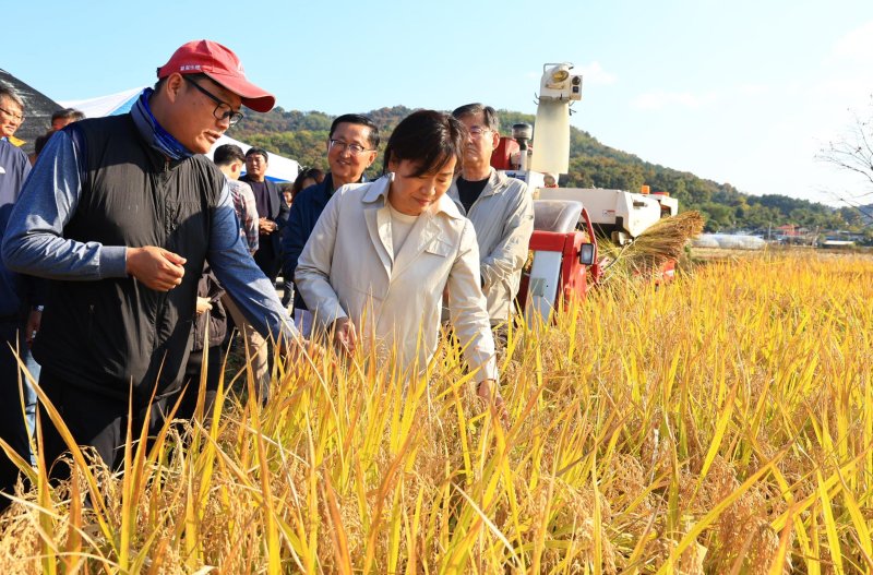 송미령 농림축산식품부 장관이 지난 3일 오후 충북 청주 벼 수확 현장을 조희성 쌀전업농중앙연합회장, 장수용 들녘경영체중앙연합회장, 최흥식 한국후계농업경영인중앙연합회 등 농업인단체와 함께 둘러보고 있다. 뉴시스