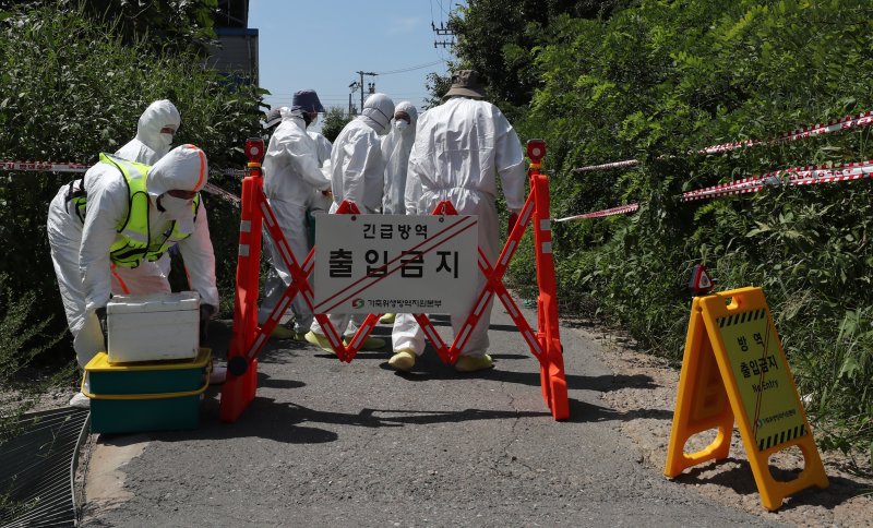 양돈농가에 아프리카돼지열병(ASF)이 발병해 방역 관계자들이 투입되고 있다. ⓒ News1 박세연 기자 /사진=뉴스1