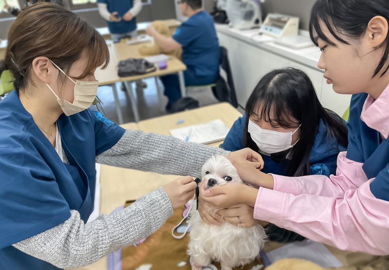 영진전문대 동물보건과 학생들이 실습에 참여하고 있다. 영진전문대 제공