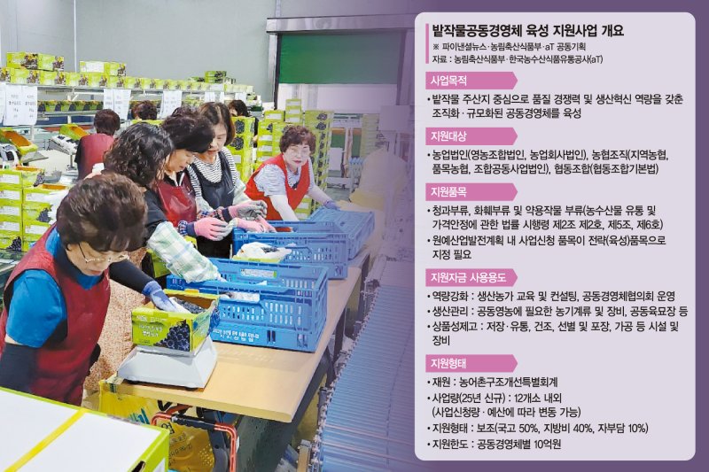 청과·화훼 영세농가 황금알 '밭작물공동경영' 아시나요
