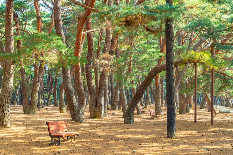 "겨울에도 푸르게, 푸르게" 관광공사 1월 추천 여행지 5선