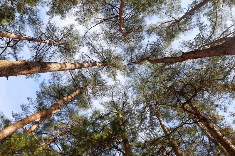 하늘을 덮은 강원도 평창 국립한국자생식물원 소나무 군락