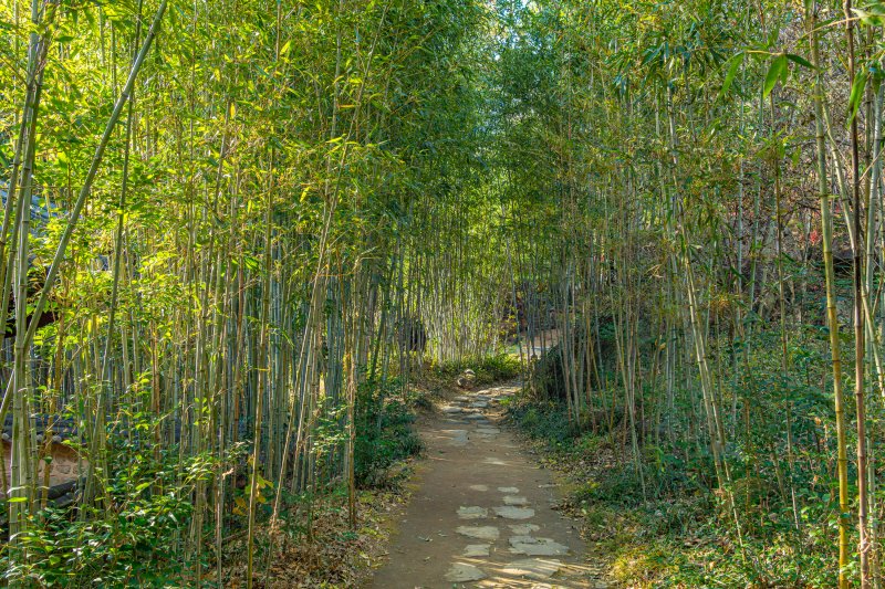 경남 하동송림 인근 최참판댁 세트장에 조성된 대나무숲. 한국관광공사 제공