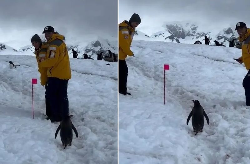 "역시 신사답네"..사진 찍는 연인 기다려 준 '펭귄' [영상]