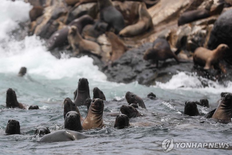 페루 팔로미노 섬의 바다사자 무리 (출처=연합뉴스)