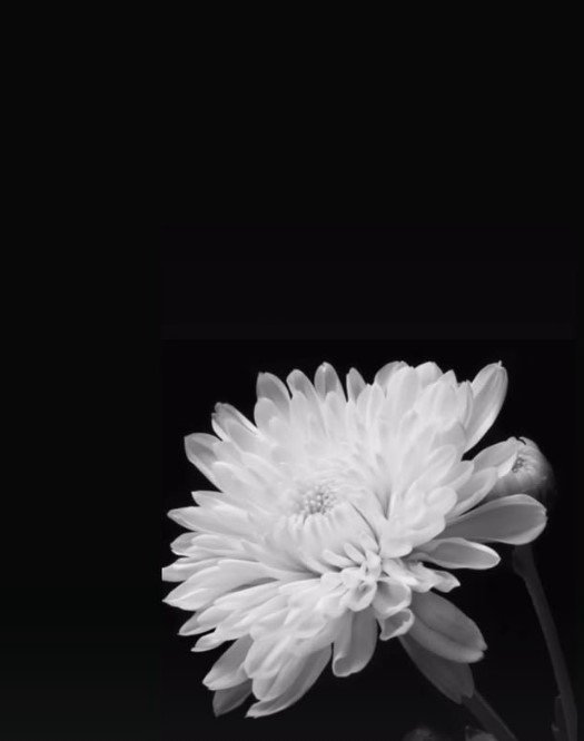 [서울=뉴시스] 유튜버 풍자는 전날 소셜미디어에 여객기 희생자를 추모하는 국화꽃 사진을 게재했다. (사진=풍자 인스타그램 캡처) 2024.12.30. photo@newsis.com *재판매 및 DB 금지