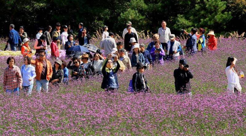 지난 10월 9일 강원 인제 북면 용대리에서 열린 인제 가을꽃축제장을 찾은 관람객들이 가을꽃 구경을 하며 즐거운 시간을 보내고 있다. 사진=뉴스1