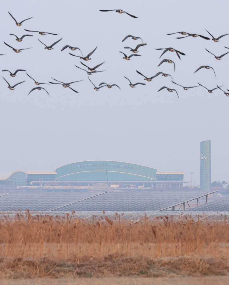 하늘 길 위협하는 새떼... 비상 걸린 지방 신공항[하늘길이 위험하다 (上)]