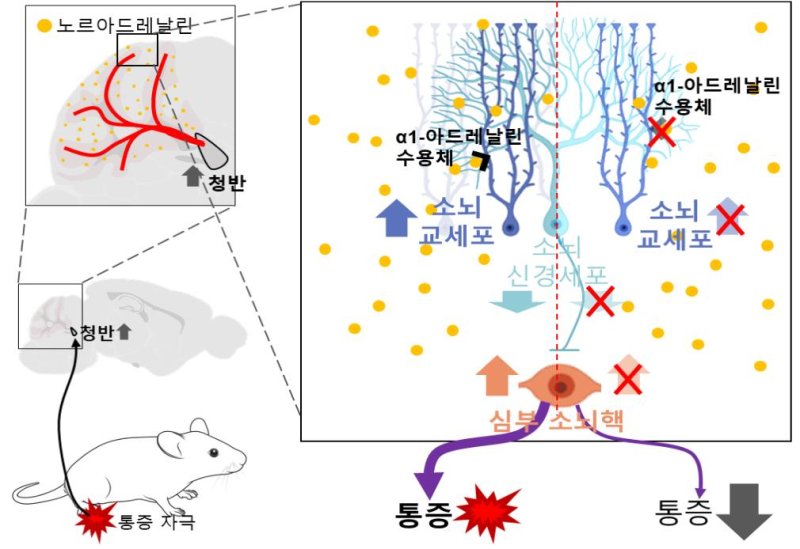 경희대 공동연구팀, 소뇌가 통증 조절하는 방법 밝혀냈다 - 파이낸셜뉴스